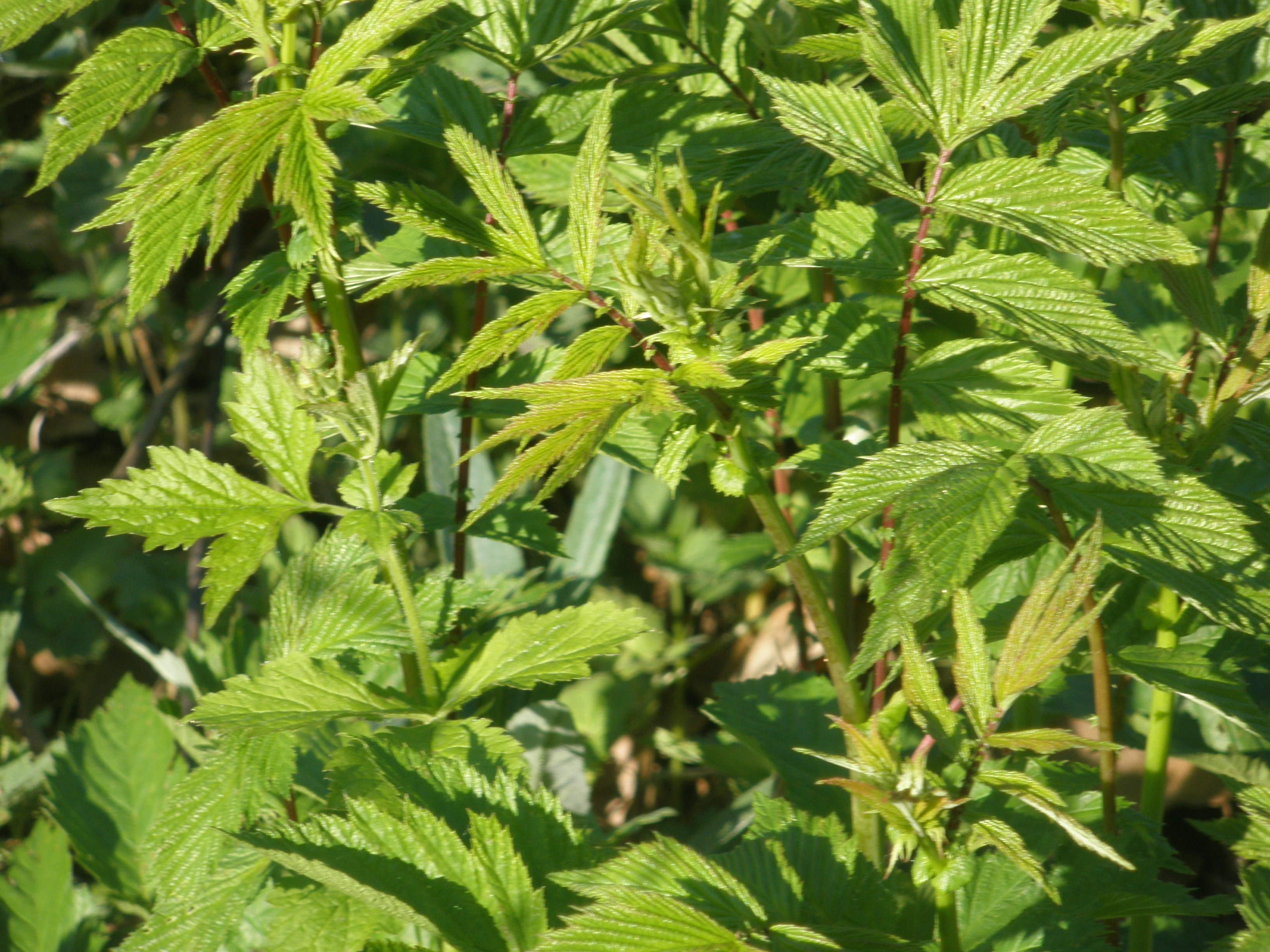 Царица лугов — Лабазник вязолистный (Filipendula ulmaria) – Народные проекты